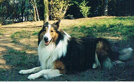 Unser Stammrüde 